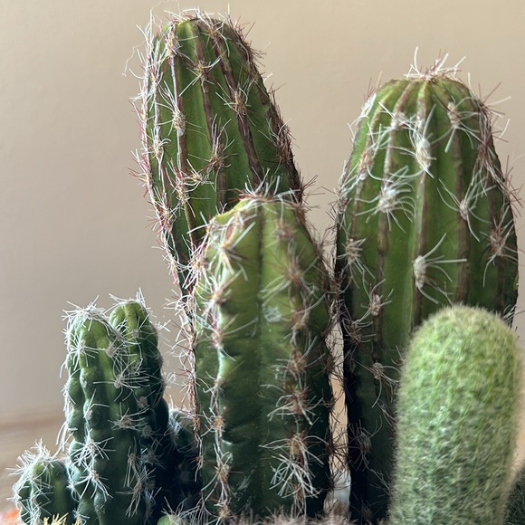 Faux Potted Cactus Arrangement - Picture 14 of 14